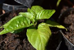 Trinidad Scorpion Mourouga Yellow