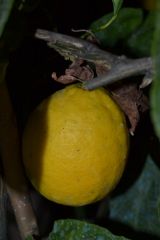 Limone Varietà C