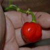 Frutti Habanero Red tipo A
