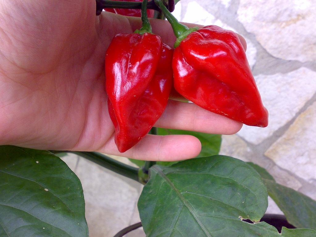 I Miei PEPPERS