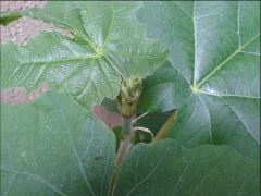 Solanum torvum01
