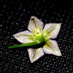 Dietro il fiore del C.praetermissum