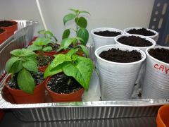 Piccole Da rinvasare seminati C.annuum