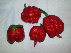 Carolina Reaper