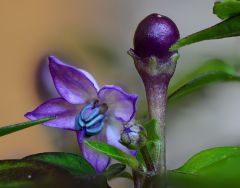 4 gocce Di nettare In fiore Di pretty purple