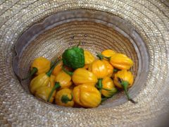 Habanero Lemon