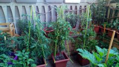 supporto piante - pomodori