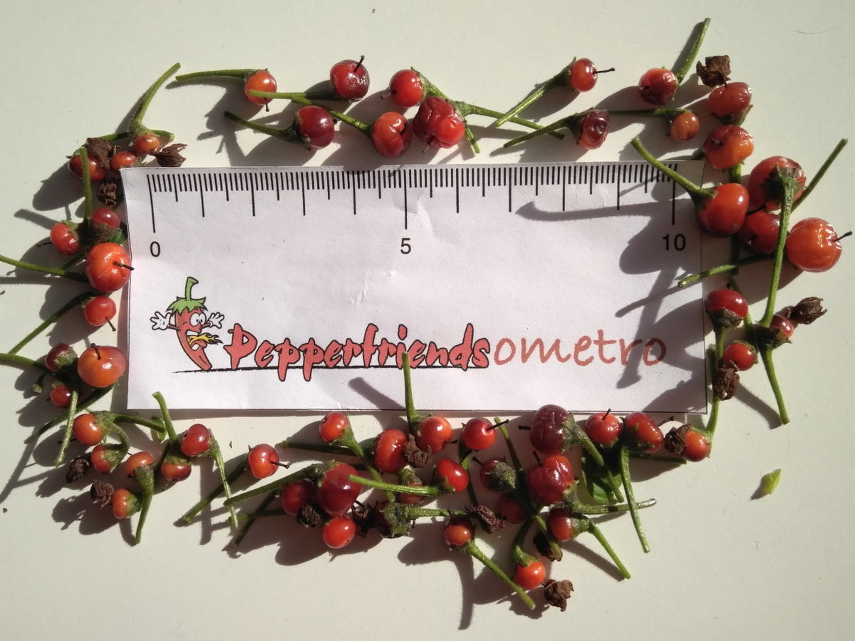 5a2d313fe1c39_Peperoncini2017-3001.jpg.879755c741c62f12f6981d0c5c2df752.jpg