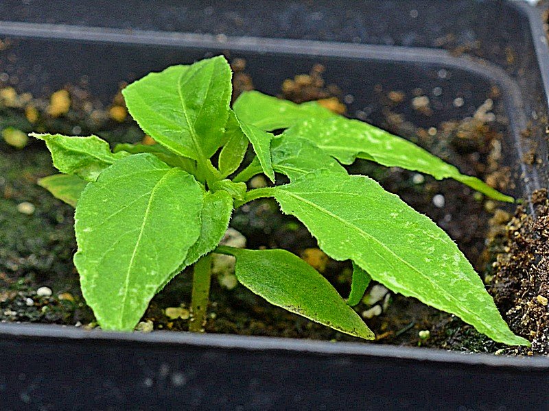 004 Habanero Hot Lemon X Angkor Sunrise F2.jpg