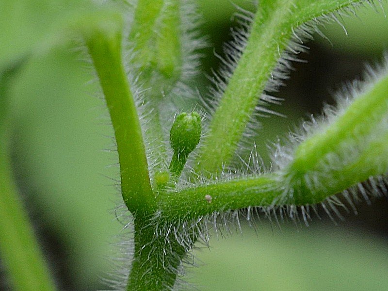 003 Rocoto Gaia - Bocciolo !.jpg