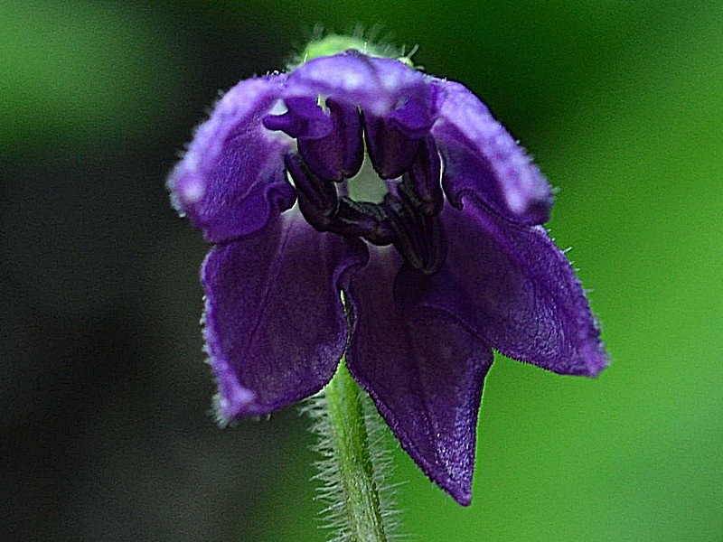 00 Aji Oro Fiore.jpg