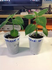 Rocoto Marlene SLP