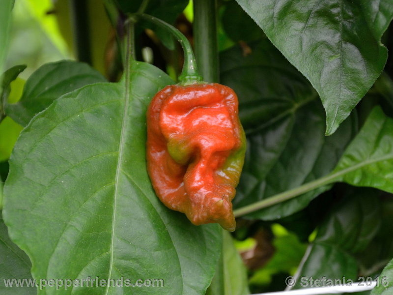 bhut-indian-carbon_002_pianta_05.jpg