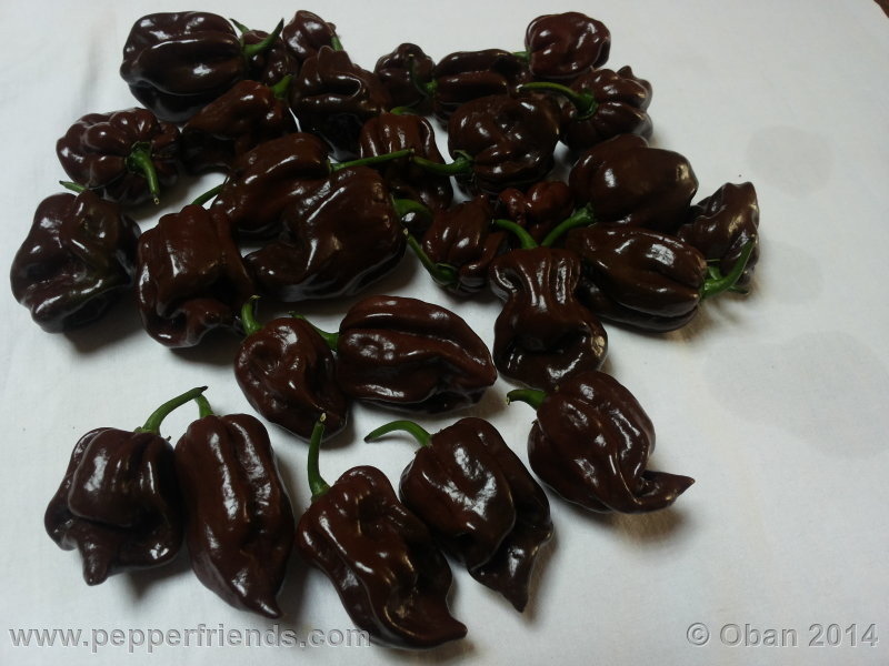 habanero-chocolate_004_frutto_01.jpg