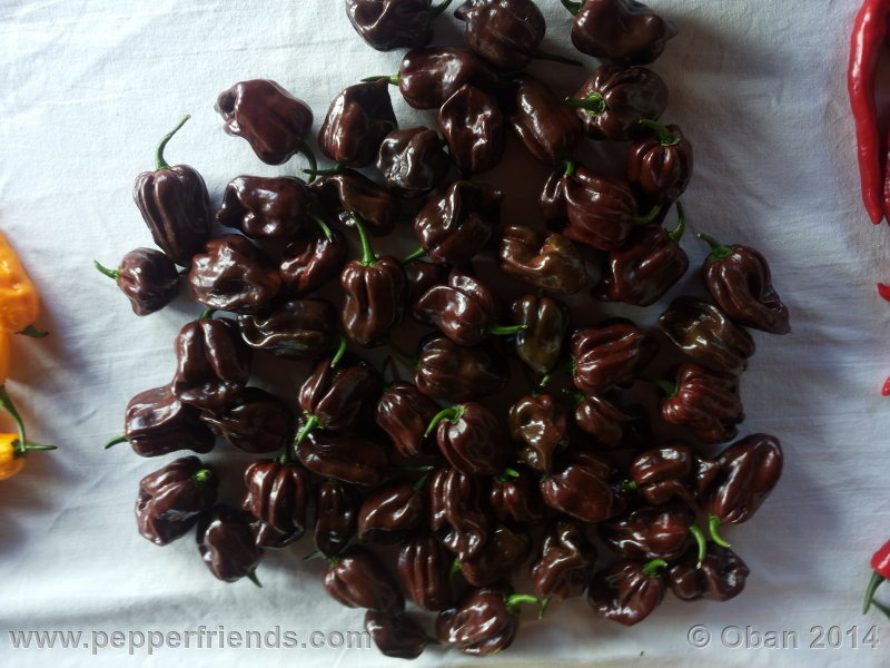 habanero-chocolate_004_frutto_02.jpg