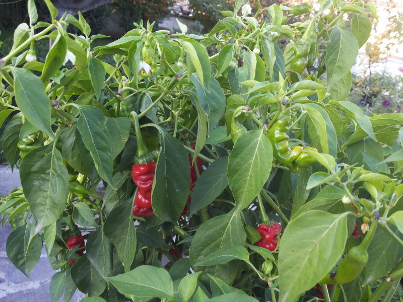 peter-pepper_003_pianta_08.jpg