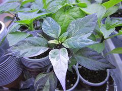 Variegato