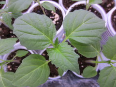 Physalis Ixocarpa Purple  - tomatillo (Physalis philadelphica)