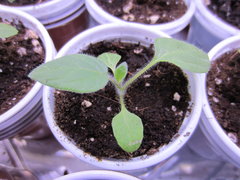 Aguaymanto (Physalis peruviana)