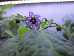 Giant Rocoto