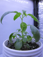 Capsicum lanceolatum