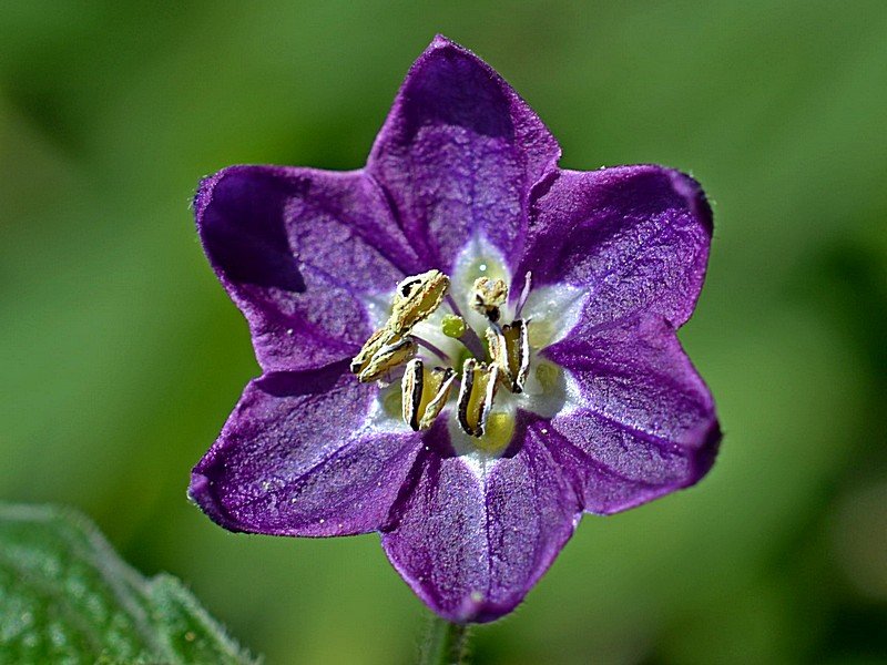 Rocoto Gaia Fiore.jpg