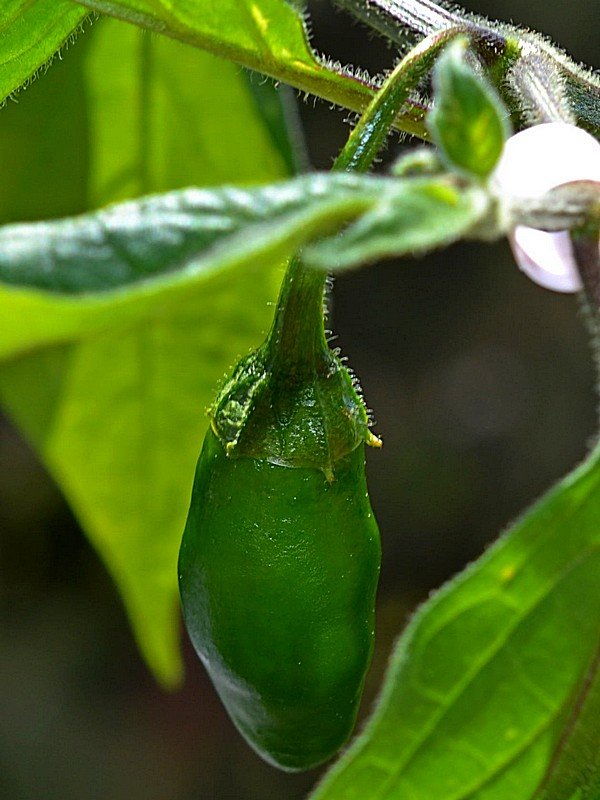 Rocoto Gaia Frutto immaturo.jpg