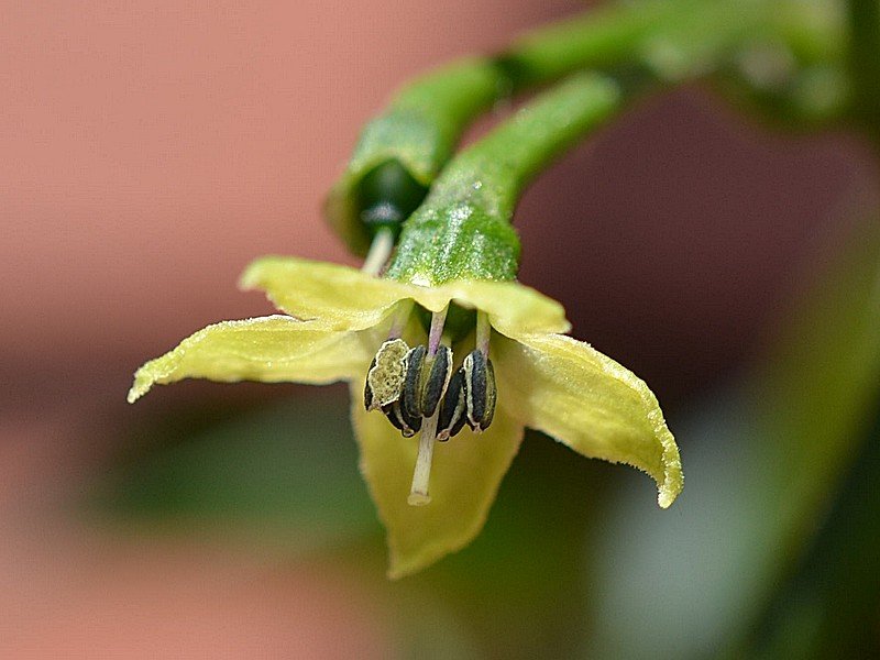 Vanuatu Fiore.jpg