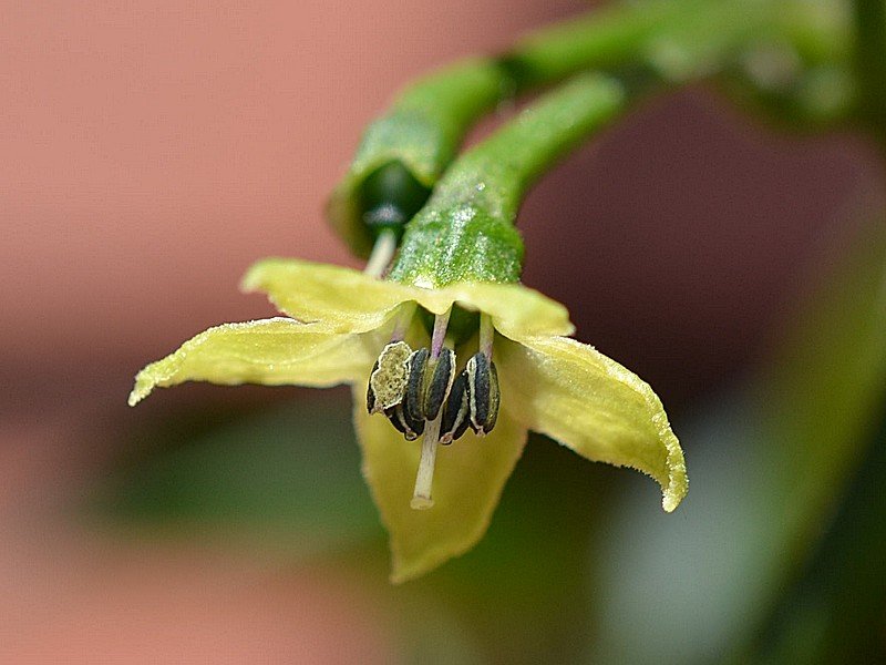 Vanuatu Fiore.jpg