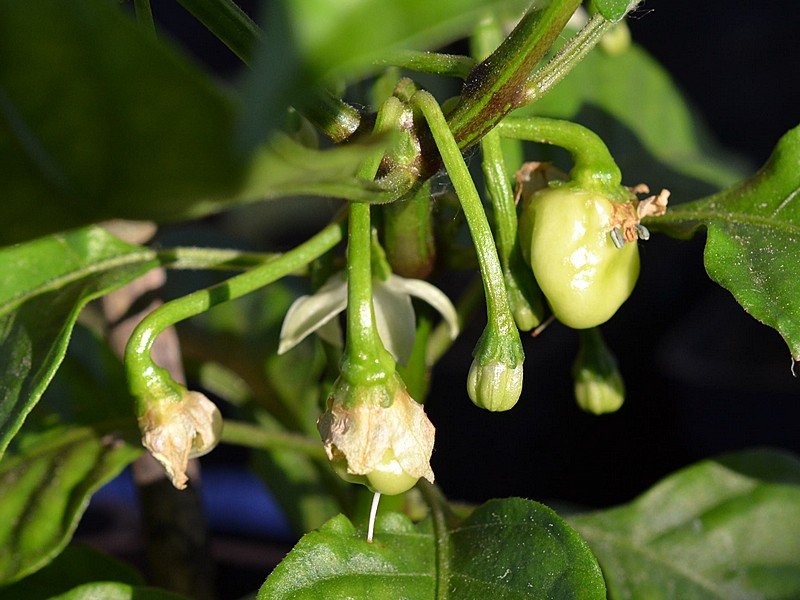 Carolina Reaper x Habanero White Giant F3 (White Pheno) - Allegagioni.jpg