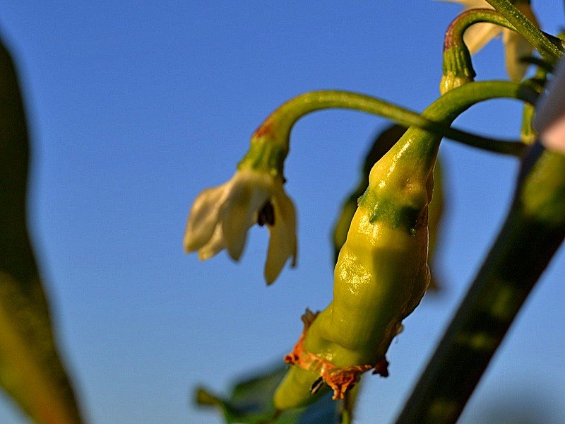 Murupi Frutto Immaturo e Fiore e Bocciolo.jpg