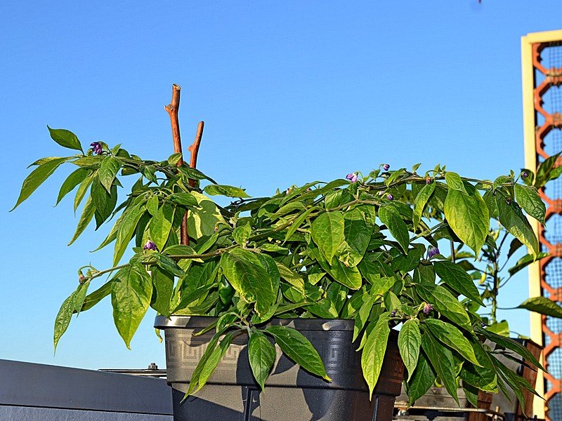 Rocoto Gaia Pianta.jpg