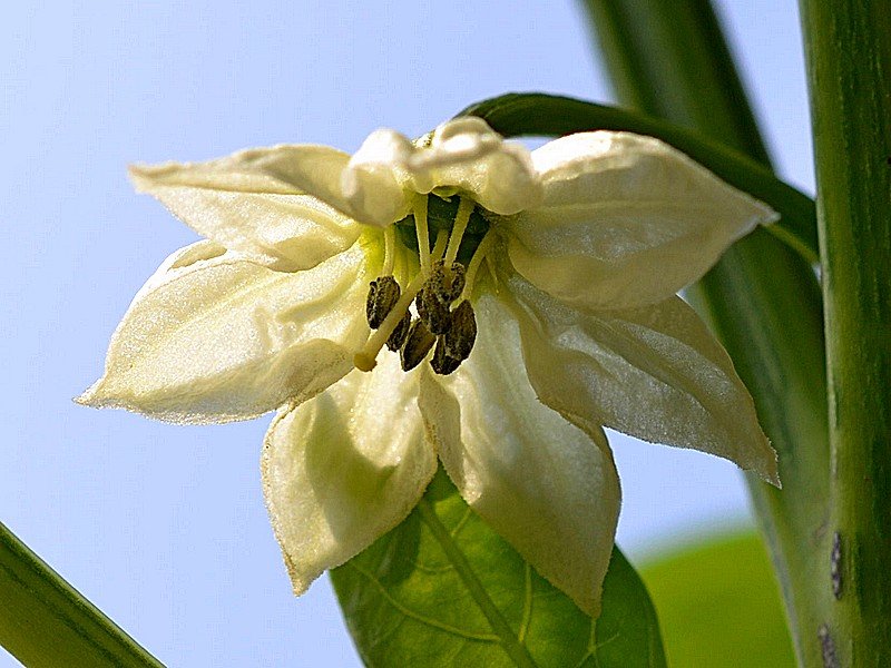 Lazzaretto Abruzzese Fiore.jpg