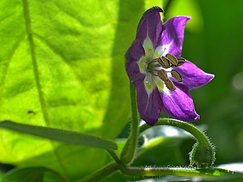 Rocoto Gaia - Fiore.jpg