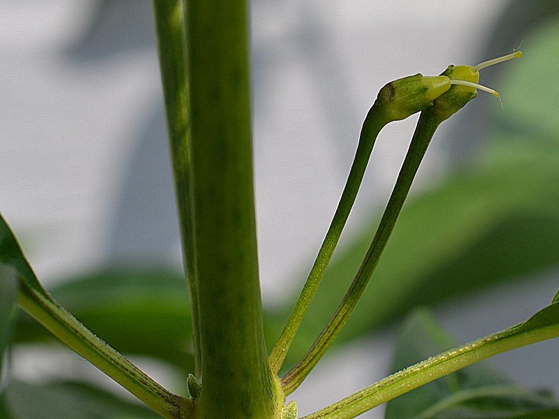 Tabasco Greenleaf - Frutti allegati.jpg