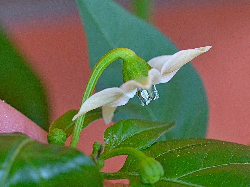 01 Habanero Hot Lemon x Angkor Sunrise F2.jpg