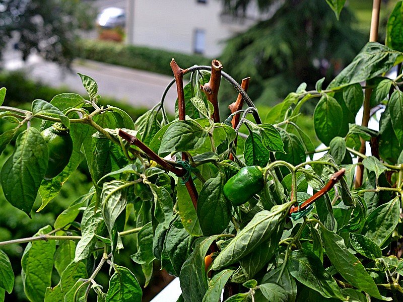 05 Rocoto Gaia.jpg