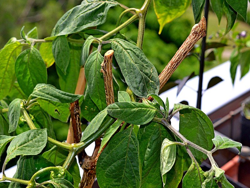 06 Rocoto Gaia.jpg