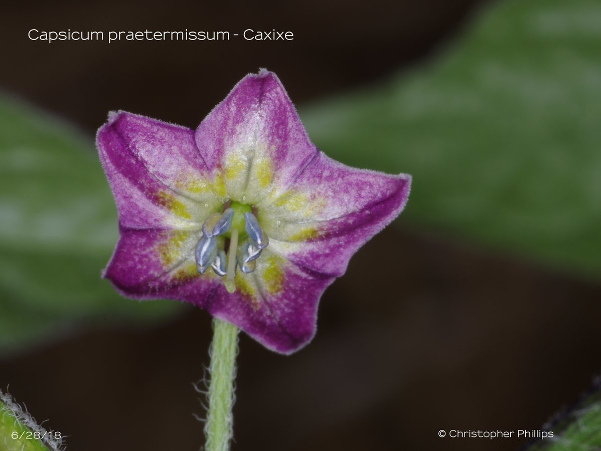 Caxixe - Praetermissum.JPG