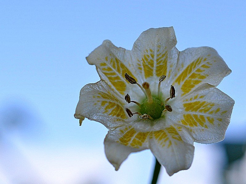 Aji_Guyana_Fiore_001.jpg