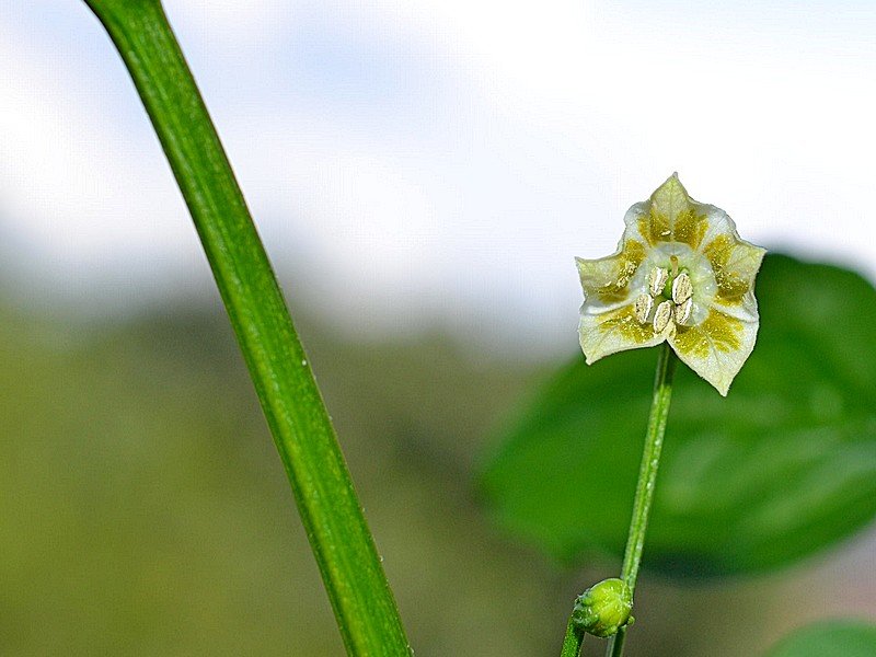 Buena_Vista_Baccatum_Fiore_001.jpg