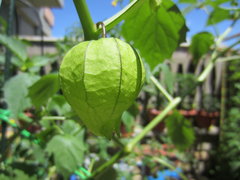 Tomatillo