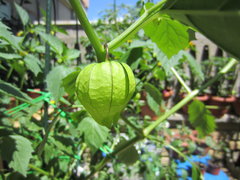 Tomatillo