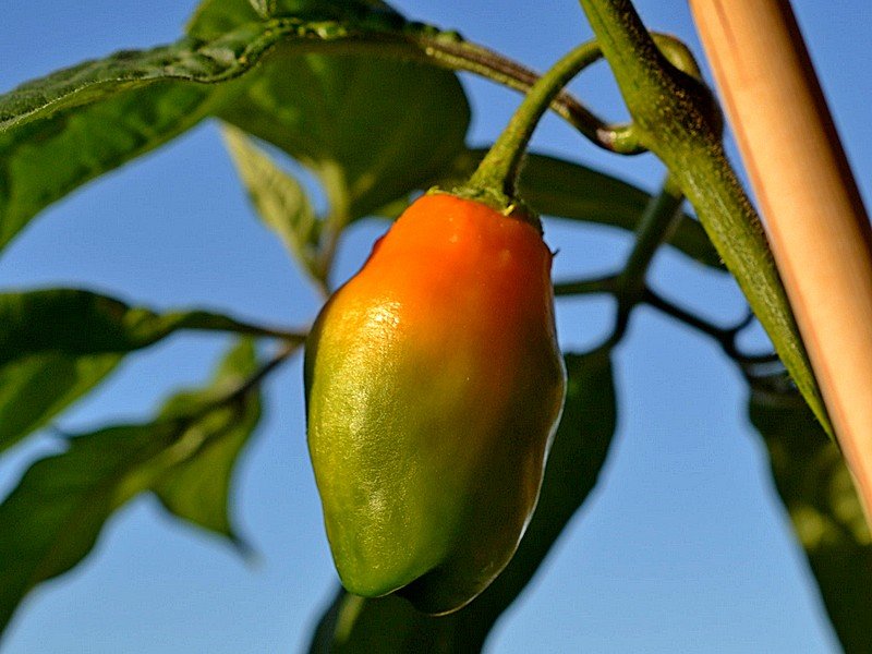 Rocoto_Gaia_Frutto_101.jpg