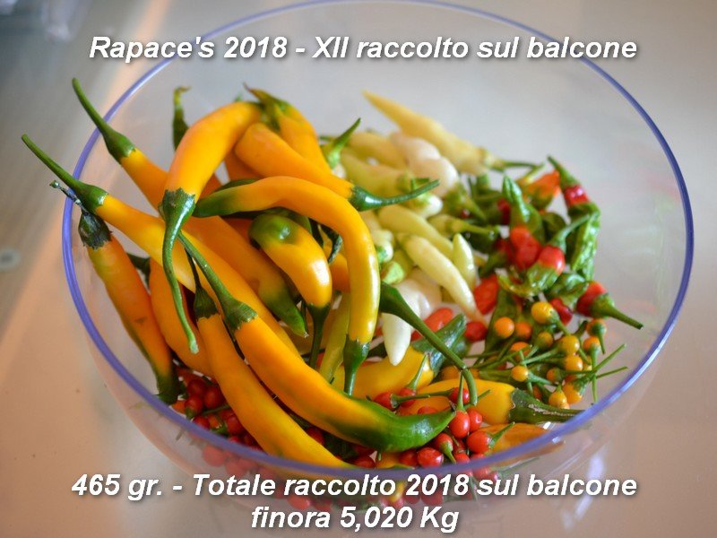 XII Raccolto.jpg