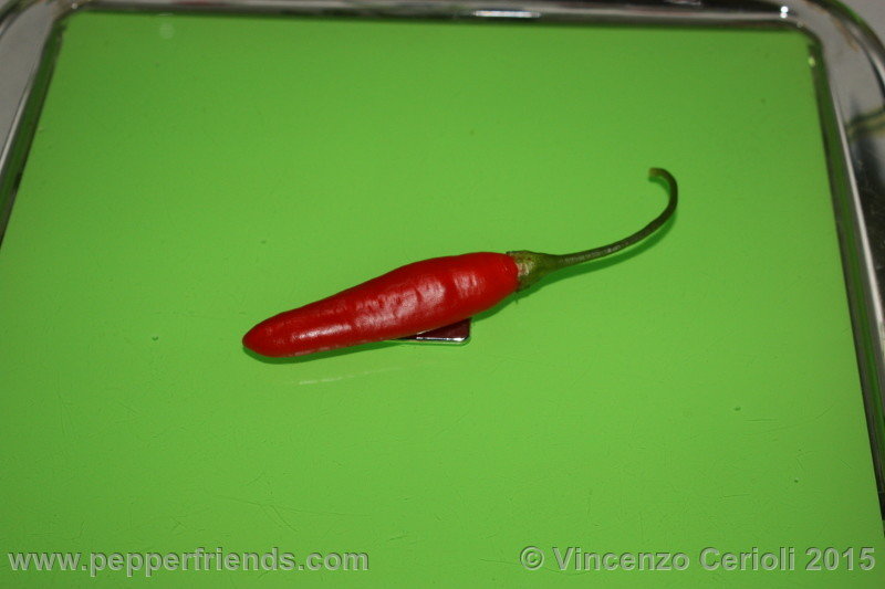 aji-ethiopian-fire_002_frutto_02.jpg.d41c7d8ed7d891dfff6fe9234f6f777a.jpg