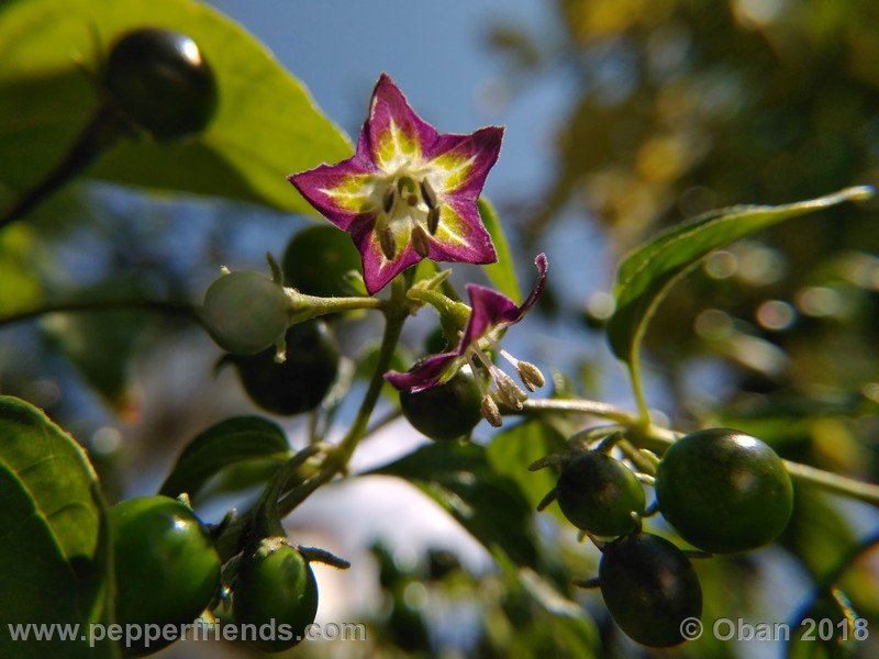 Cap Exium Capsicum eximium, CAP 500 - Schede per il nuovo database - PepperFriends
