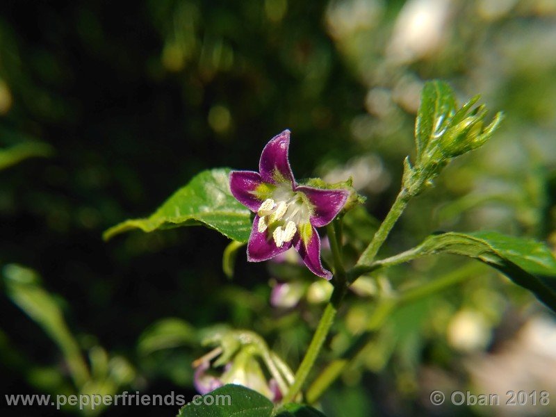 Cap Exium Capsicum eximium, CAP 500 - Schede per il nuovo database - PepperFriends
