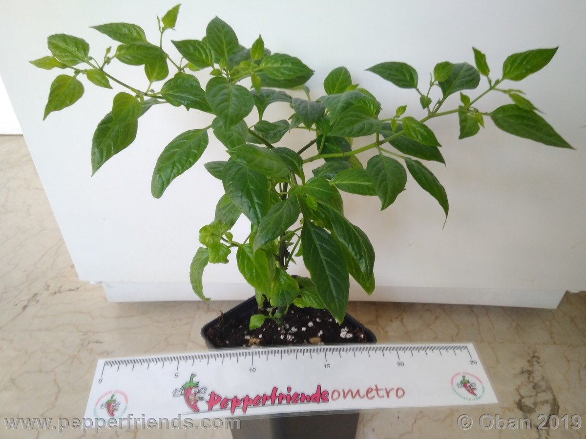 Peperoncini 2019 - 0250.jpg