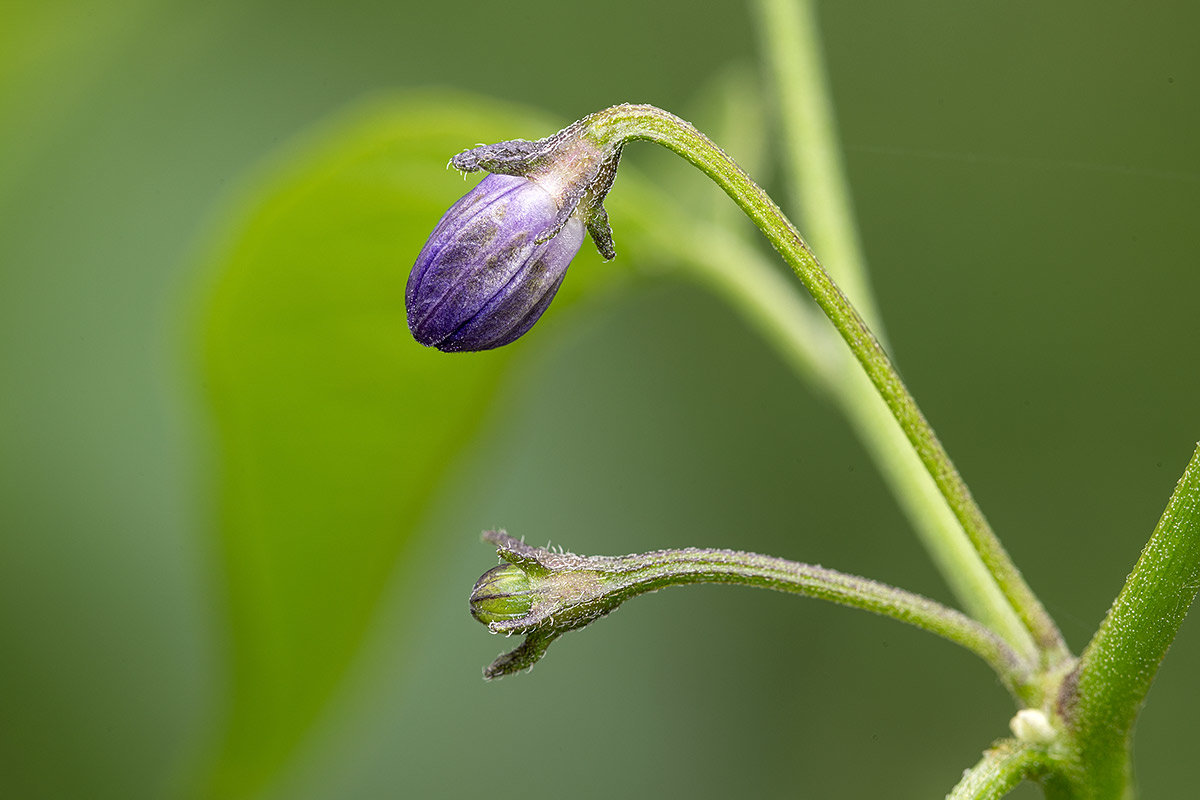 C.cardenasii-USDA-X-C.eximium-CAP-500-F2.jpg.87d6f1d90c6d721274fb8b6390dfe3e1.jpg